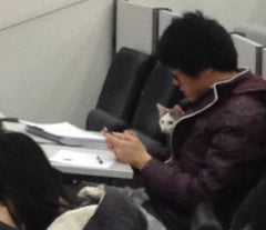 Tutor cat