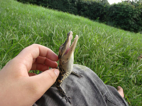 Baby crocodiles